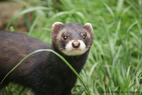 Polecat | British Wildlife Wiki | FANDOM powered by Wikia