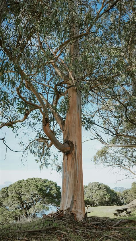 Eucalyptus Tree Pictures | Download Free Images on Unsplash