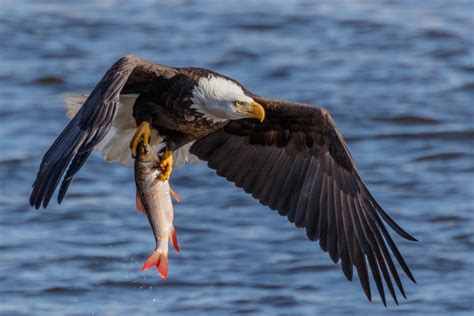 Bald Eagle With a Fish - FeederWatch