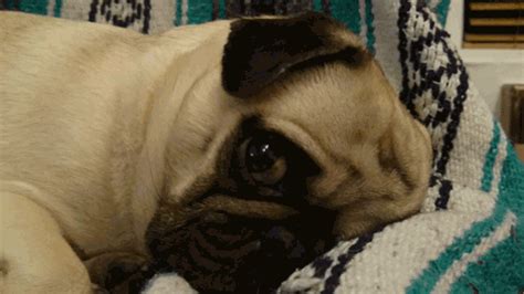 Pug Animated GIF