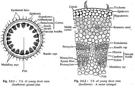 Biology: SECONDARY GROWTH IN DICOT STEM