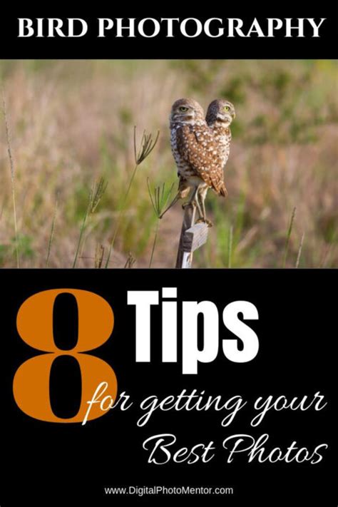 8 Beginner Tips for Better Bird Photography - Digital Photo Mentor