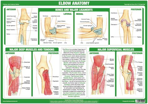 Chartex - Elbow Joint Anatomy Chart