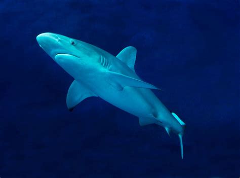 Galapagos shark | Animals | Monterey Bay Aquarium