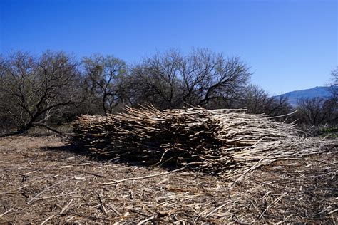 Essay | Arundo donax: A musician’s reflection on an invasive species ...