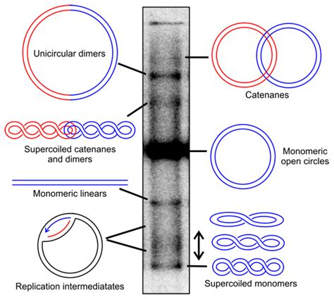 IJMS | Free Full-Text | Twist and Turn—Topoisomerase Functions in ...