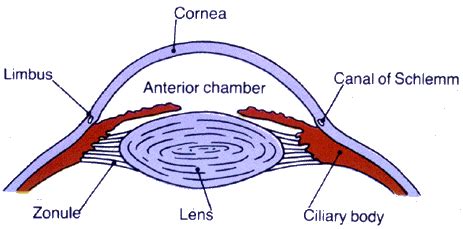 schlemm's canal - Google Search | Canal, Body, Lens