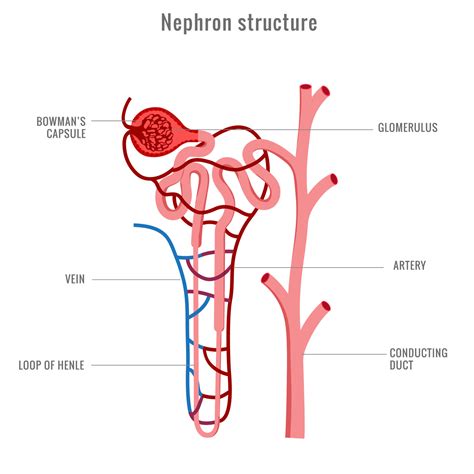 Structure of Nephron in kidney vector illustration 21669886 Vector Art ...