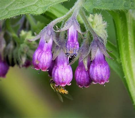 Symphytum officinale (Black wort, Boneset, Bruise wort, Comfrey, Common ...