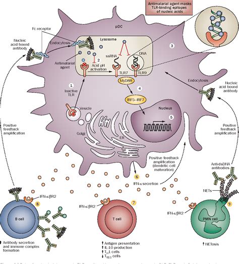 New insights into mechanisms of therapeutic effects of antimalarial ...