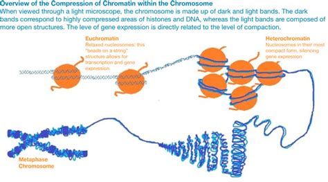 Illuminating Epigenetics with A FRET Based Biosensor