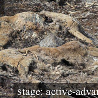 Carcass decomposition staging is depicted annually from 2016, when the ...