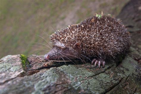 Tenrec | Sean Crane Photography