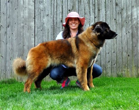 Estrela Mountain Dog Temperament and Personality - Non Aggressive But ...