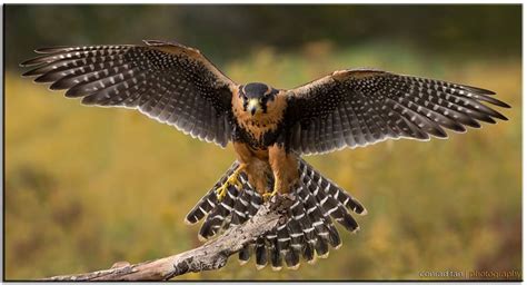 Aplomado Falcon, photographed at the Canadian Raptor Conservatory. All ...