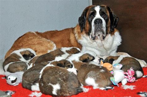 Cuteness alert: St. Bernard puppies born at Fondation Barry - Newly ...