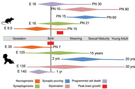 Comparative Milestones in Rodent and Human Postnatal Central Nervous ...