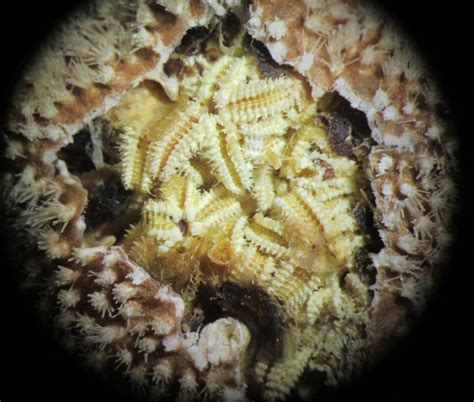 New Antarctic Starfish Are Doting Parents and Vicious Predators - The ...