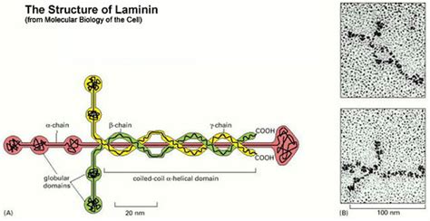 Laminin | Yes laminin. But what is laminin? You science peop… | Flickr