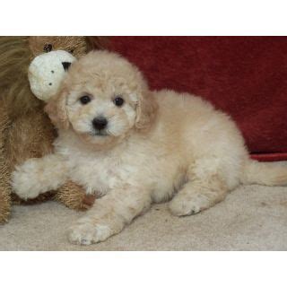 bolonoodle puppies - Google Search | Poodle mix breeds, Dog breed names ...