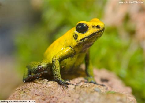 Golden Poison Frog Facts For Kids & Adults: Pictures, Information & Video