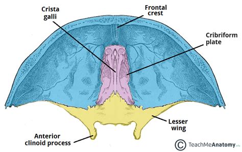 Crista Galli Anatomy