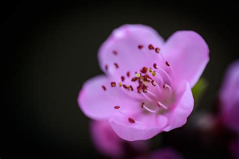 Flower Peach Blossom Macro Close - Free photo on Pixabay