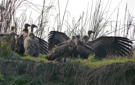 Sky Burial Vultures