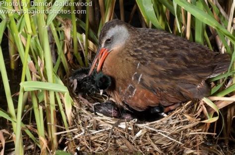 Virginia Rail - East Cascades Audubon Society