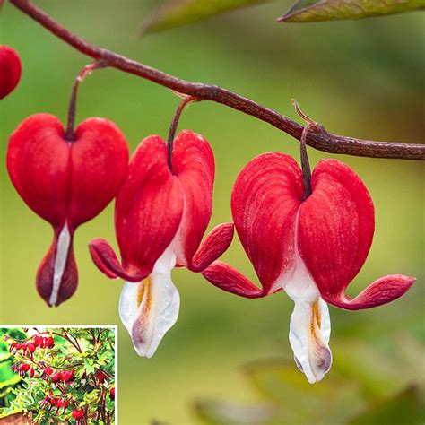 Shop Valentine Bleeding Heart | Shade Perennials | Breck's