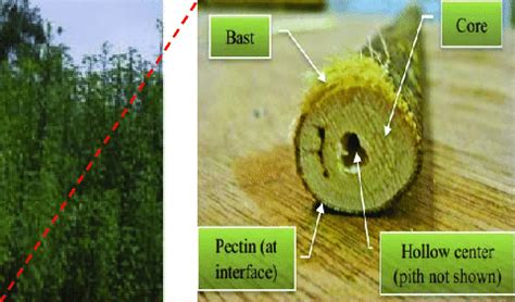 Kenaf plantation; (a) cross-section of Kenaf stalk [5,6] | Download ...