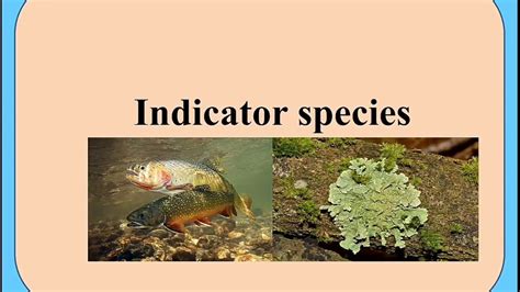 Indicator species - YouTube