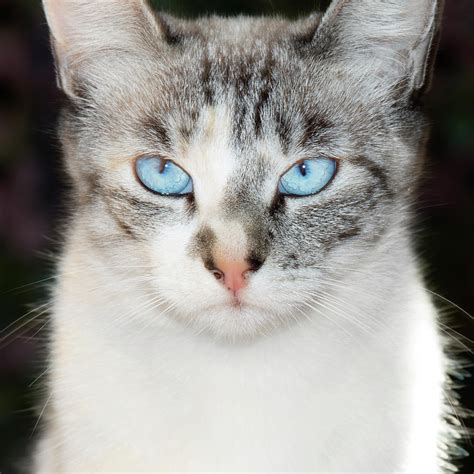 Blue Lynx Point Siamese Cats