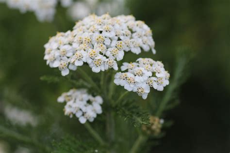 Achillea millefolium