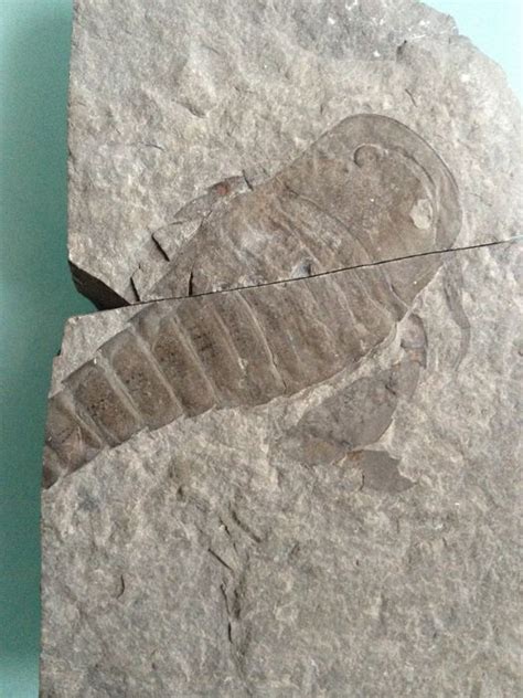 Sea scorpion/ Eurypterid - species Eurypterus remipes - 160 - Catawiki