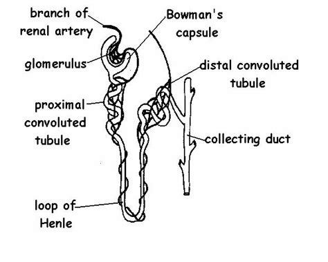 Excretory System Answers - WikiEducator