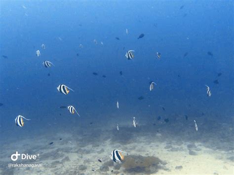 Scuba diving in Neil Island | Andaman Islands