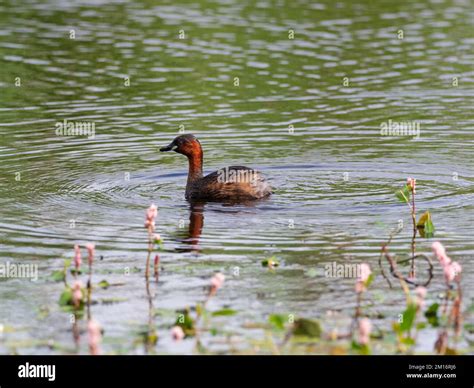 Little grebe Tachybaptus ruficollis in a reedbed pool, from North Hide ...