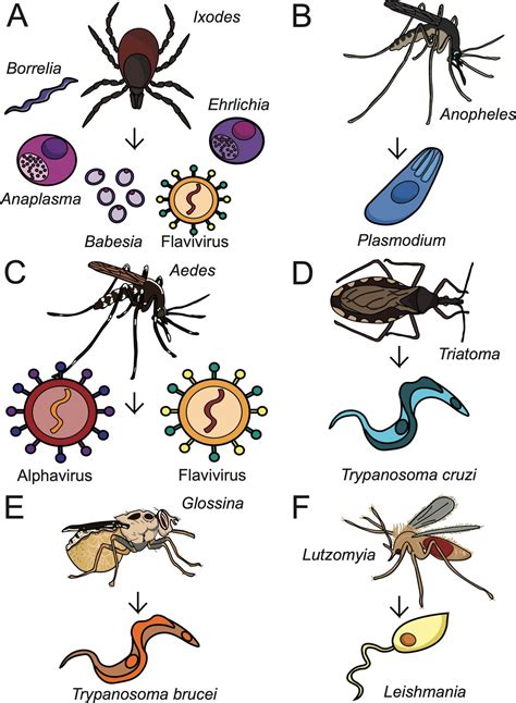 Lipid hijacking: A unifying theme in vector-borne diseases | eLife