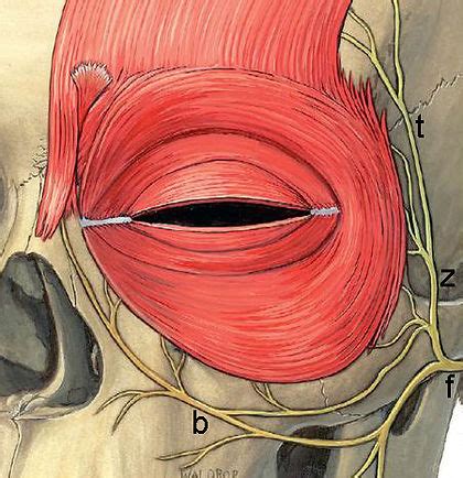 Eyelid Motor Nerves | Jonathan Dutton Ocul