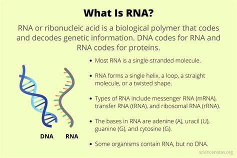 What Is RNA? RNA Facts