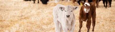 Cow-calf Production - Canadian Cattle Association