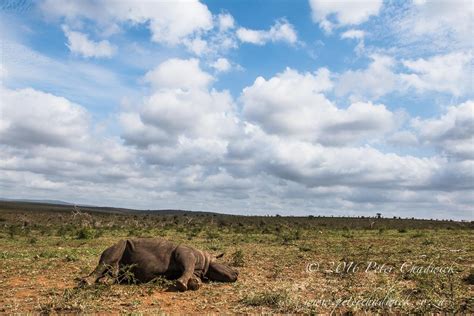 The cause and effect of rhino poaching - Peter Chadwick | African ...