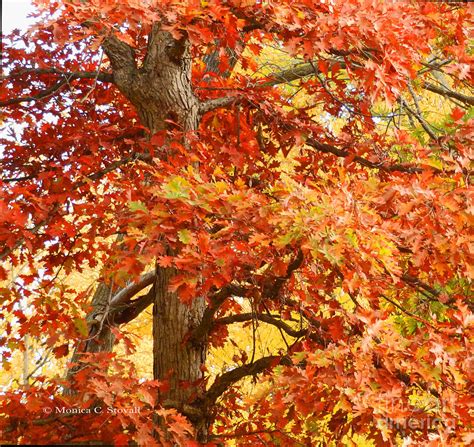 Oak Tree Autumn