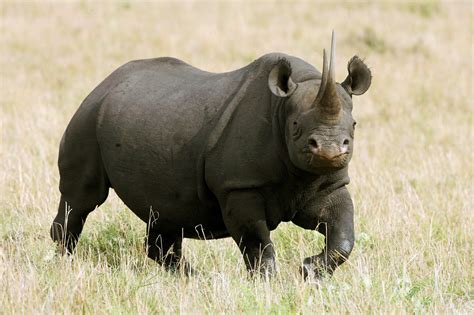 8 Endangered Black Rhinos Just Died After a Botched Relocation Effort