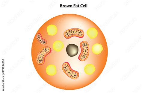 Structural anatomy of Brown Fat Cell, brown adipose tissue Stock Vector ...