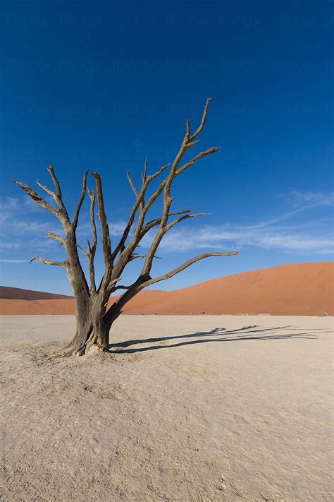 «Camel Thorn Trees At Deadvlei During Sunset Over Dunes, Namibia ...