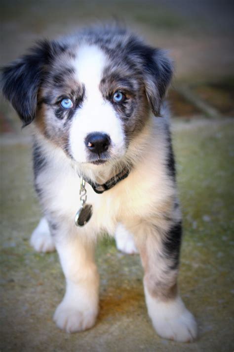 mini australian shepherd puppy blue eyes - Tosha Houck