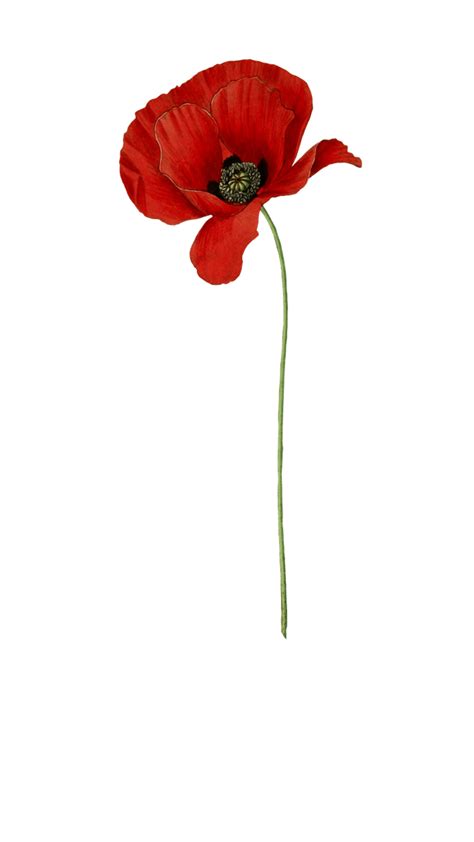 Download High Quality Nature clipart poppy Transparent PNG Images - Art ...