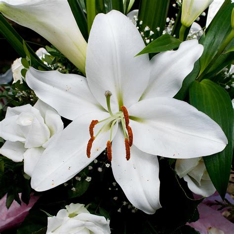 White Tiger Lily I Photograph by Marcio Faustino - Fine Art America